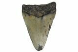 Bargain, Fossil Megalodon Tooth - North Carolina #91681-1